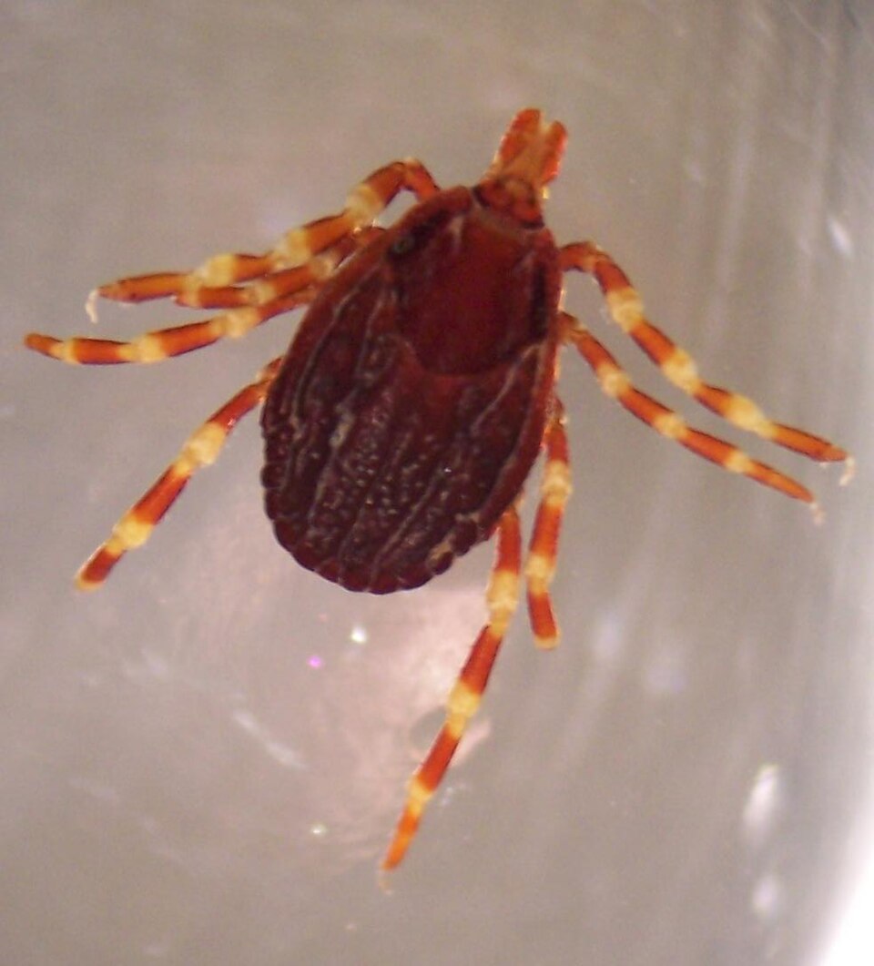 Hittills under 2026 har SVA fått tre rapporter om flyttfågelfästingen, Hyalomma marginatum, från Gotland, Dalarna och Värmland.
