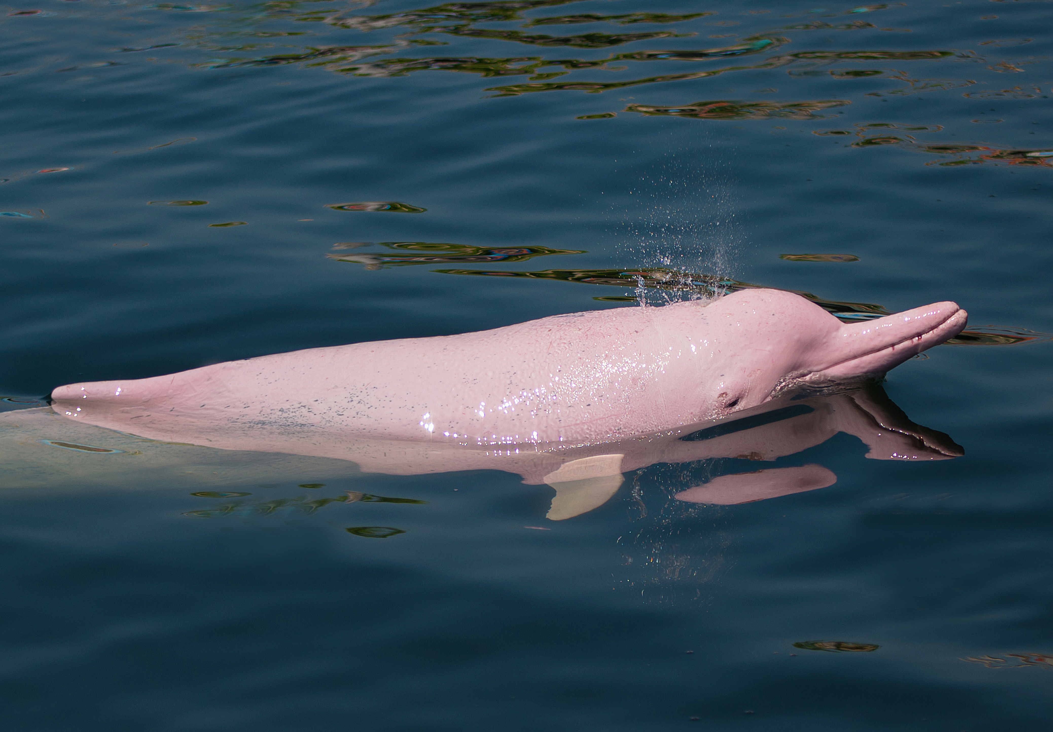 Sällsynta rosa delfiner siktade vid Oman